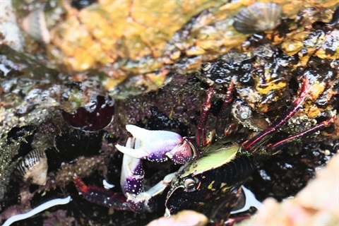 A photo of a red bait crab