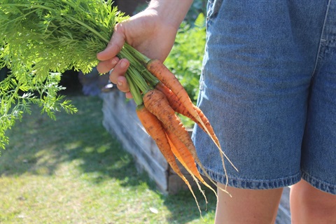 Photo of a woman holding baby carrots