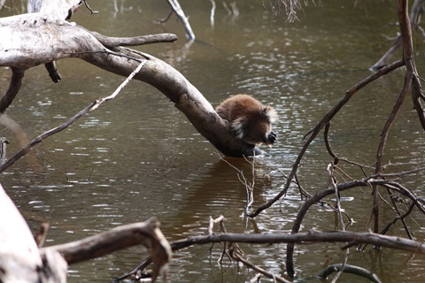 Koala Drinking Water.jpg