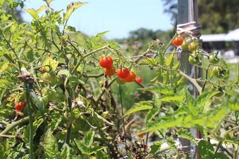 Photo of cherry tomatoes