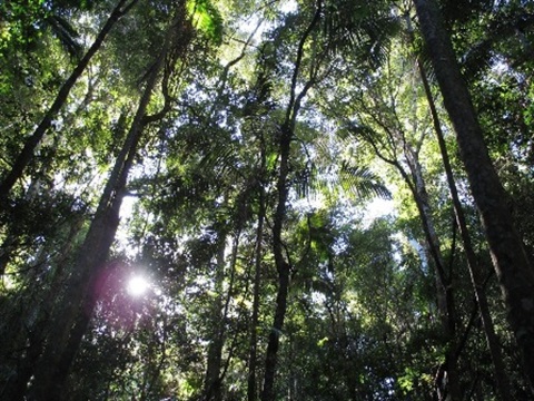 Photo of a forest canopy