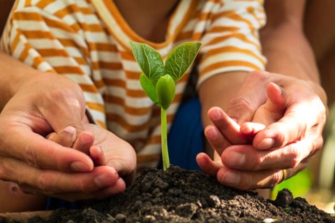 Photo of planting a seedling