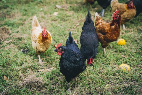 Photo of chickens.jpg