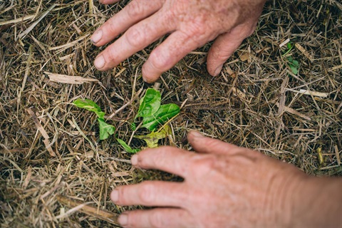 Mulch-seedling-HERO.jpg