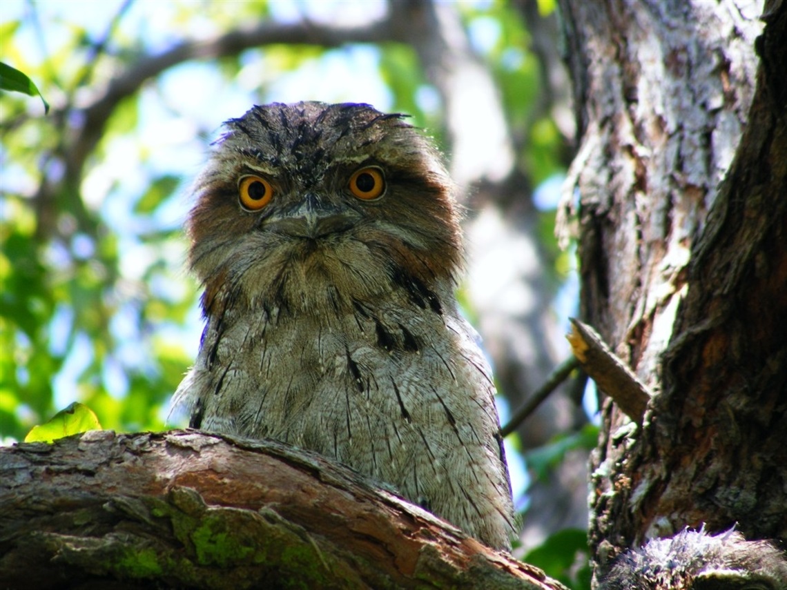 One-of-our-3-resident-Owls-1024x768-1