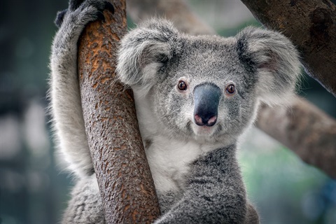 Koala .jpg
